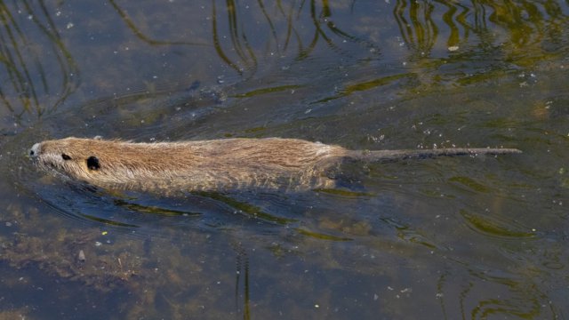 A beaver swims in water. 