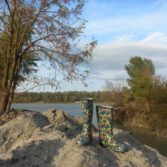 Flowers after the flooding. 
