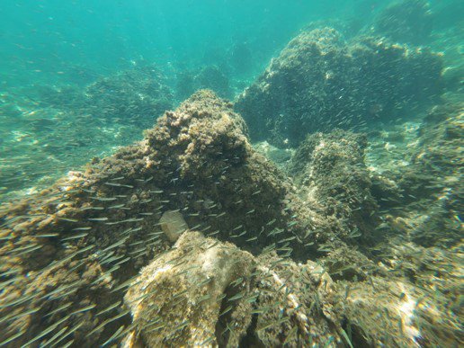 A glimpse into the world below the water surface.