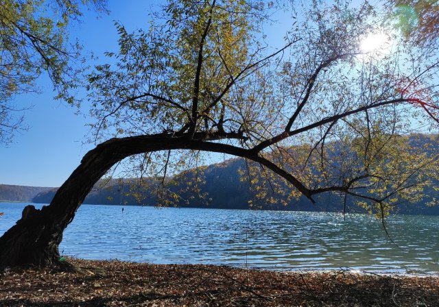 The love of a tree and the Danube. 